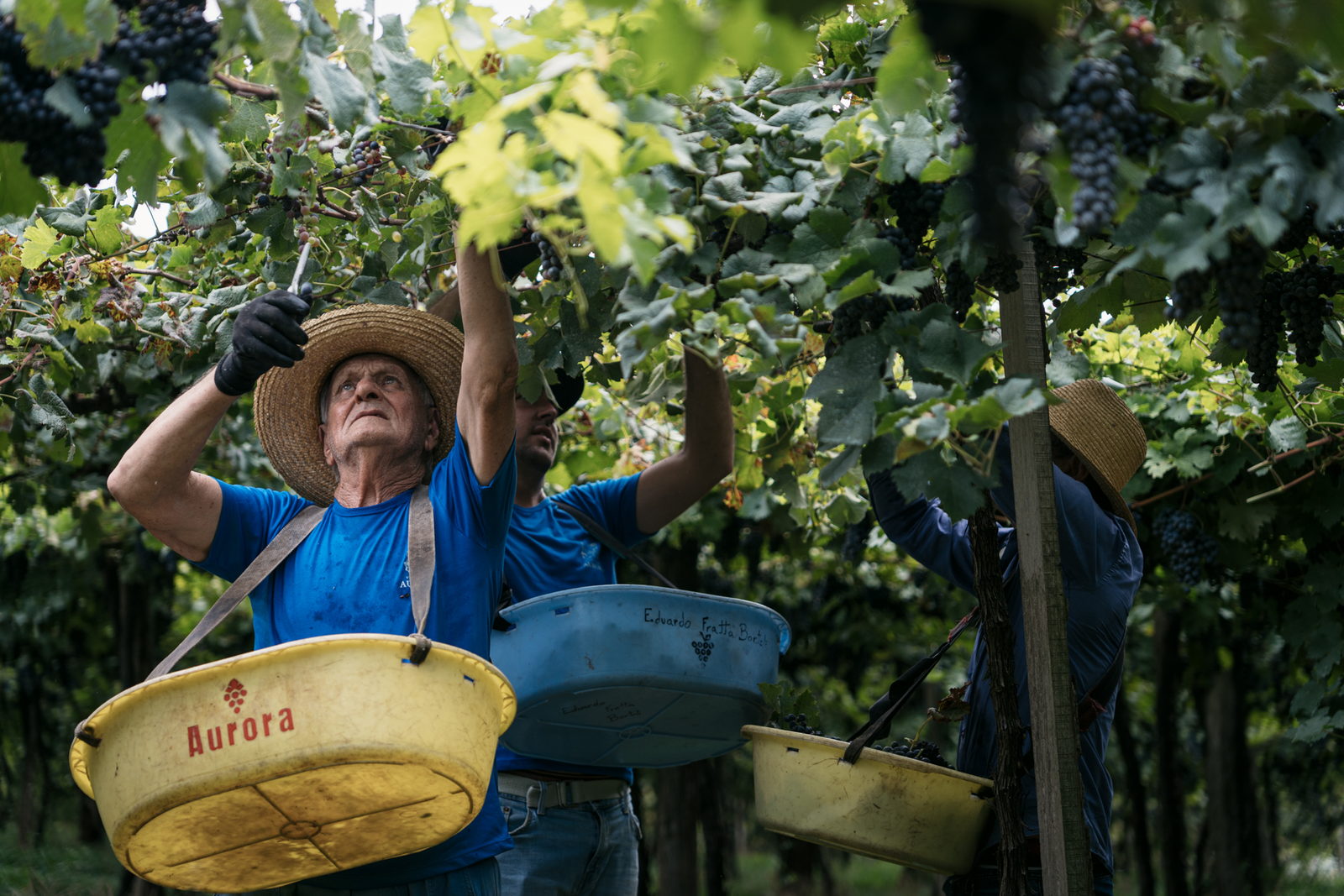 Colhedor erguendo uma gamela cheia de uvas entre as parreiras