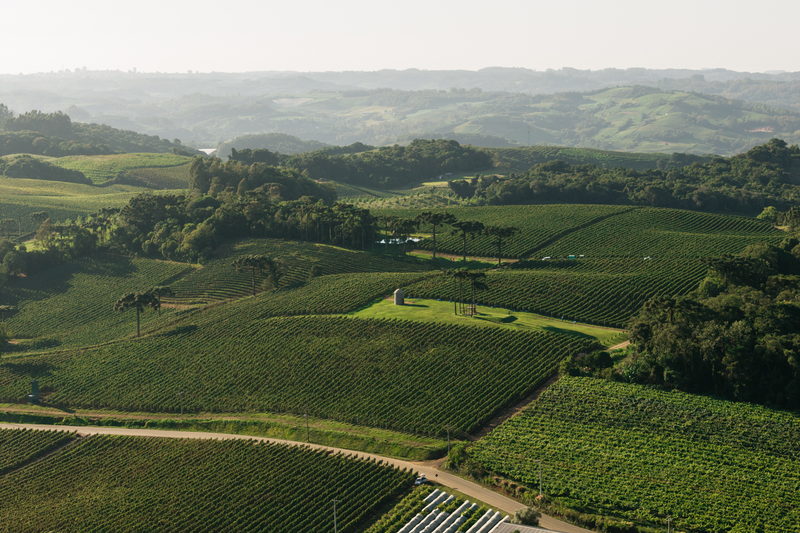 Vista aérea das fileiras de parreiras sobre as colinas